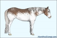 Horse Color:White Spotted Silver Black Splash