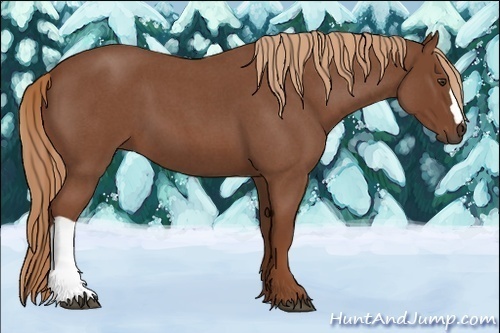 Horse Color:Red Roan 