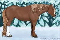 Horse Color:Red Roan