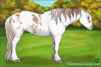 Horse Color:Red Dun Sabino Rabicano