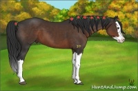 Horse Color:Liver Chestnut Splash