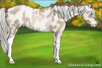 Horse Color:Chocolate Palomino Pearl Sabino Appaloosa Rabicano 