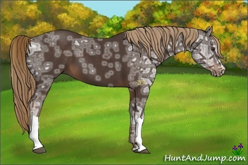 Horse Color:Liver Chestnut Ice 