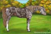 Horse Color:Liver Chestnut Ice 
