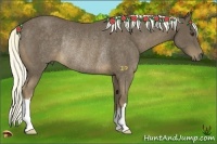 Horse Color:Liver Chestnut Rabicano 