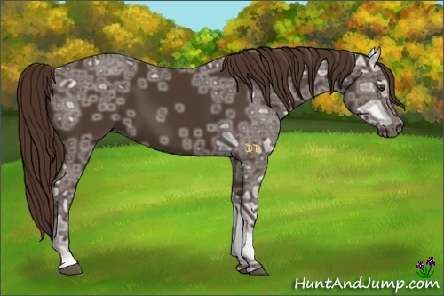 Horse Color:Liver Chestnut Ice 