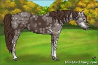Horse Color:Liver Chestnut Ice 
