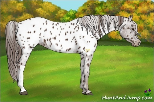 Horse Color:Liver Chestnut Near Leopard Rabicano 