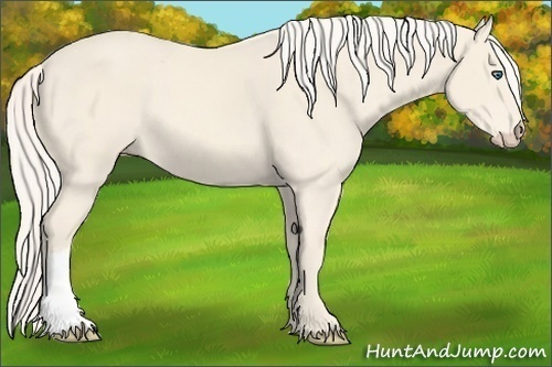 Horse Color:Cremello