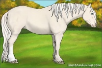 Horse Color:Cremello 