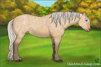 Horse Color:Silver Bay Ice Dun Rabicano
