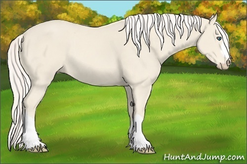 Horse Color:Cremello 