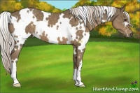 Horse Color:White Spotted Chocolate Palomino