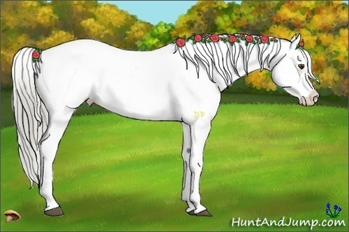 Horse Color:Chocolate Palomino Tobiano Appaloosa 