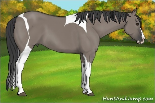 Horse Color:Grullo Splash Tobiano 