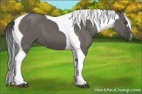 Horse Color:Grullo Tobiano