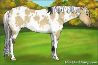 Horse Color:White Spotted Buckskin Dun 