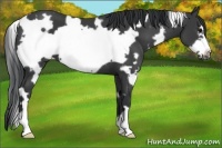 Horse Color:White Spotted Black Frame 