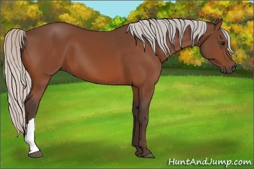 Horse Color:Silver Bay 