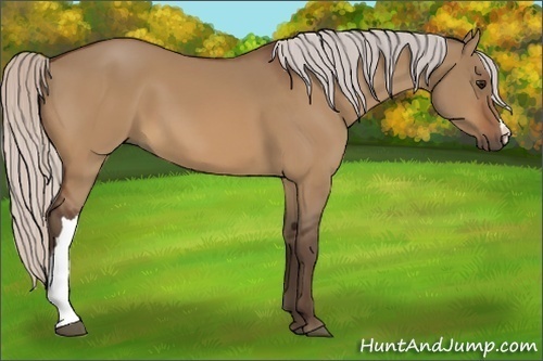 Horse Color:Silver Bay Dun