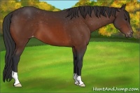 Horse Color:Bay Appaloosa
