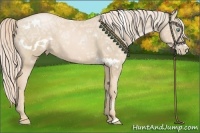 Horse Color:White Spotted Palomino Ice Pearl 