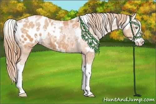 Horse Color:White Spotted Bay Ice Pearl Splash Appaloosa 