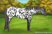 Horse Color:Smoky Blue Ice Roan Near Leopard 