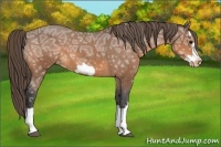 Horse Color:Buckskin Ice Splash Frame Varnish 