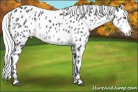 Horse Color:Silver Black Chinchilla Near Leopard