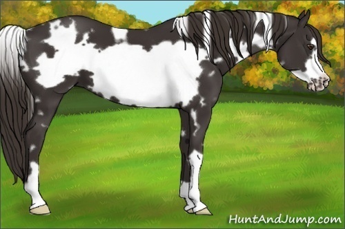 Horse Color:White Spotted Liver Chestnut Frame