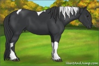 Horse Color:Black Tobiano