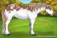 Horse Color:White Spotted Red Roan Splash Frame Appaloosa