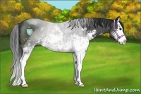 Horse Color:Black Sabino Splash Rabicano