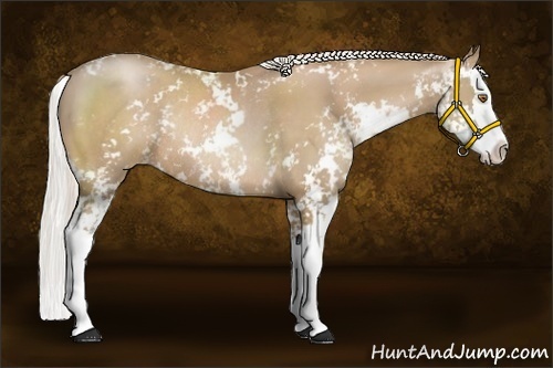 Horse Color:Silver Black Pearl Sabino Splash Rabicano 