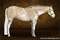 Horse Color:Silver Black Pearl Sabino Splash Rabicano 