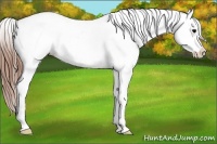 Horse Color:Black Splash Appaloosa 