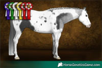 Horse Color:Black Splash Tobiano 