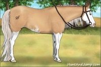 Horse Color:Silver Amber Champagne Sabino Splash