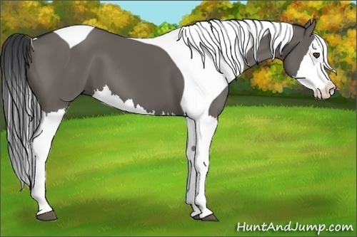 Horse Color:Grullo Splash Tobiano 