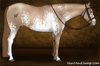 Horse Color:White Spotted Liver Red Roan Pearl