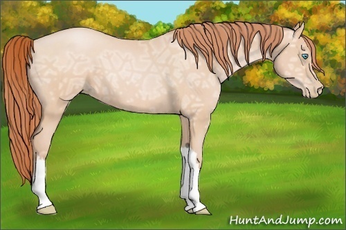 Horse Color:Buckskin Ice Pearl