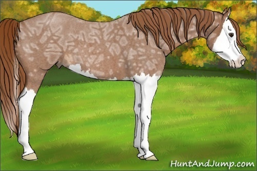Horse Color:Red Ice Roan Splash