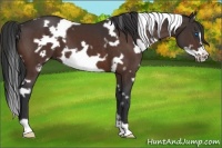 Horse Color:White Spotted Bay Frame
