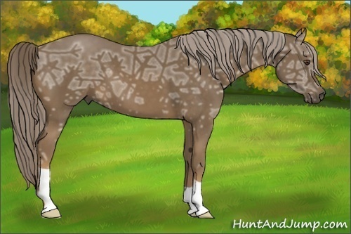 Horse Color:Chocolate Palomino Ice