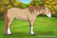 Horse Color:Red Dun Splash 