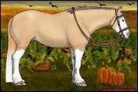 Horse Color:Gold Champagne Splash