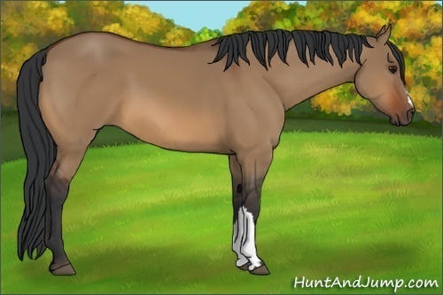 Horse Color:Unknown 