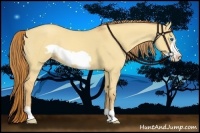 Horse Color:Gold Champagne Dun Frame 