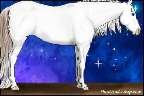 Horse Color:Buckskin Splash Appaloosa